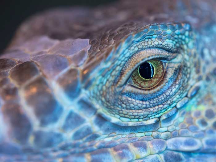 reptiles eye