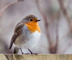 If you have been thinking about becoming a Certified Divorce Coach – The Early Bird gets the Worm!