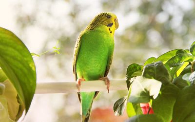 If you have been thinking about becoming a Certified Divorce Coach – a little birdie just told me a secret!